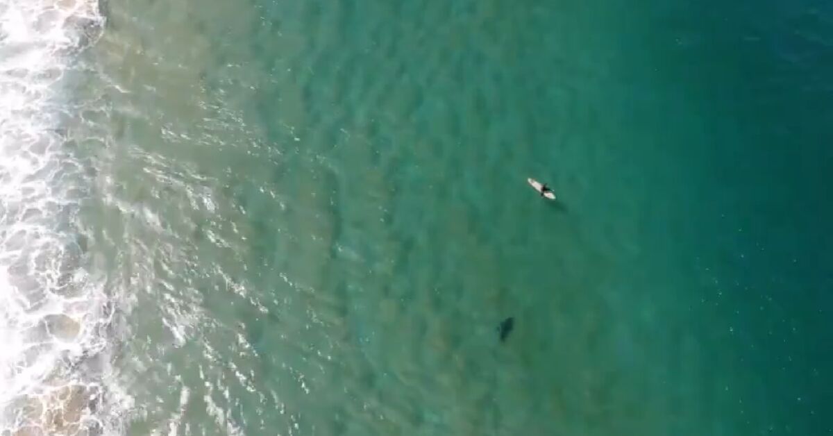 Surfer Saved From Potential Shark Attack Thanks To Drone Operator's Warning