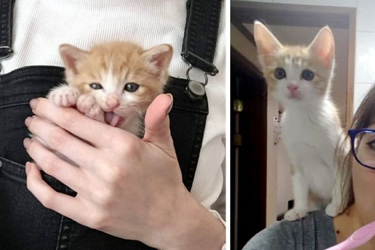 Kitten Found in Gutter, Held onto His Rescuer and Wouldn’t Let Go