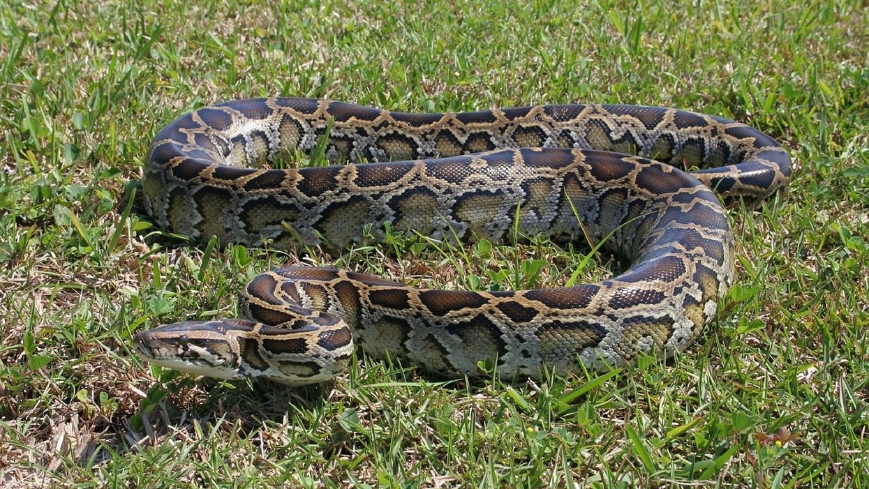 Florida is looking for 50 citizen python hunters