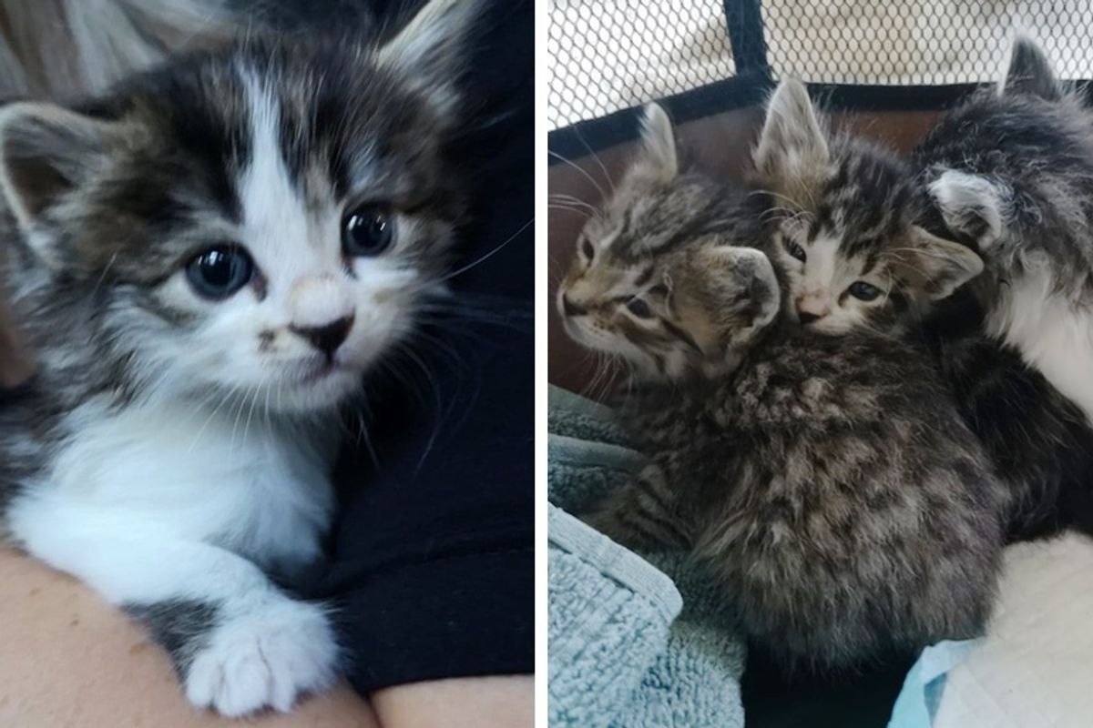Rescuers Save Kittens from a Shed and Come Back for Cat Mom to Reunite Them