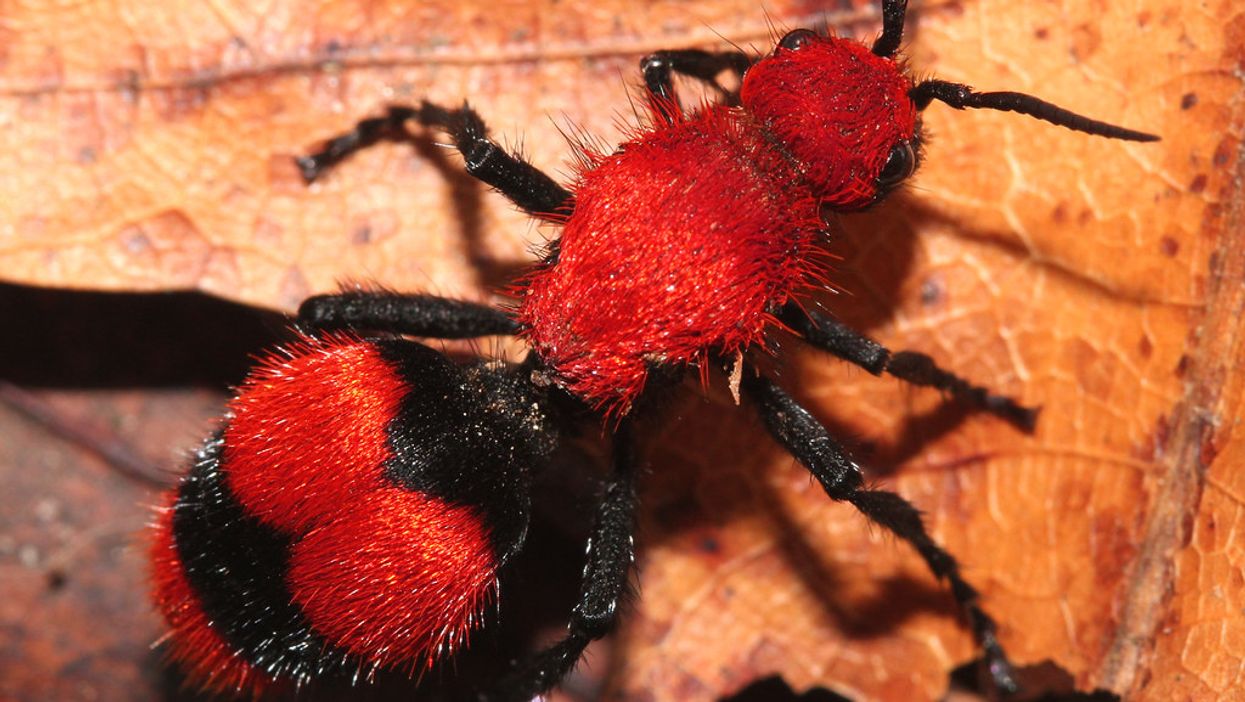 Smoky Mountains officials warn visitors about the extremely painful sting of 'cow killer ants'