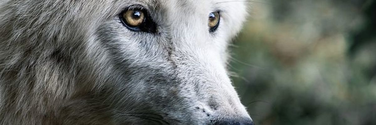 Lorem ipsum dolor sit amet, consectetur adipiscing elit. Nam vestibulum posuere nibh. Phasellus mattis dictum dolor, eu consectetur sem euismod ut. Interdum et malesuada fames