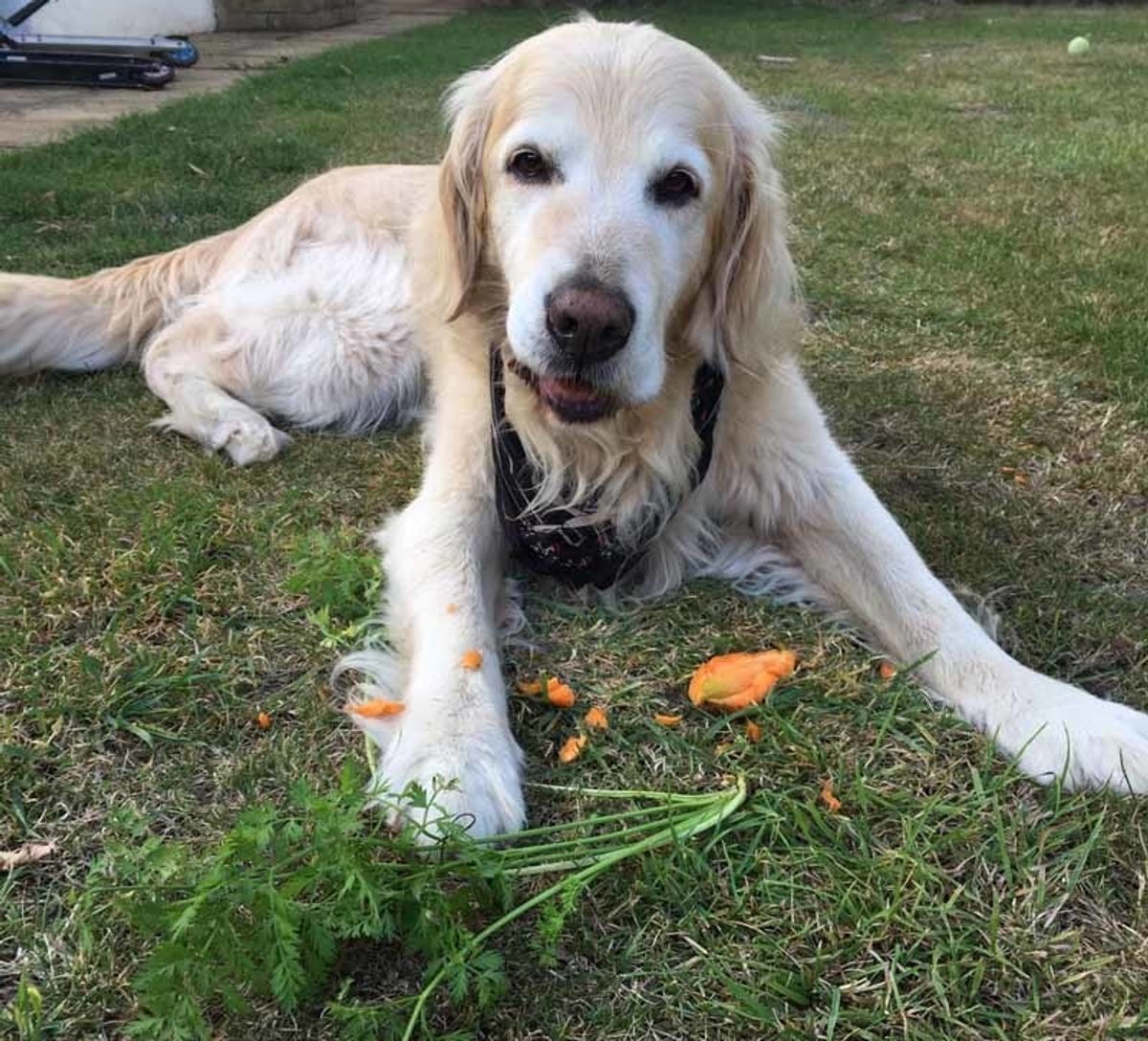 Dog Turns Vegetarian After Chowing Down On BBQ Remains Left Him Needing Surgery