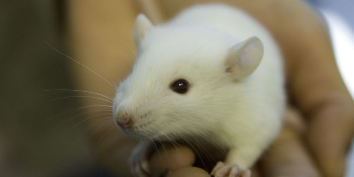 Op-ed: Thinking through the EPA’s commitment to eliminate the use of mammals in toxicity testing
