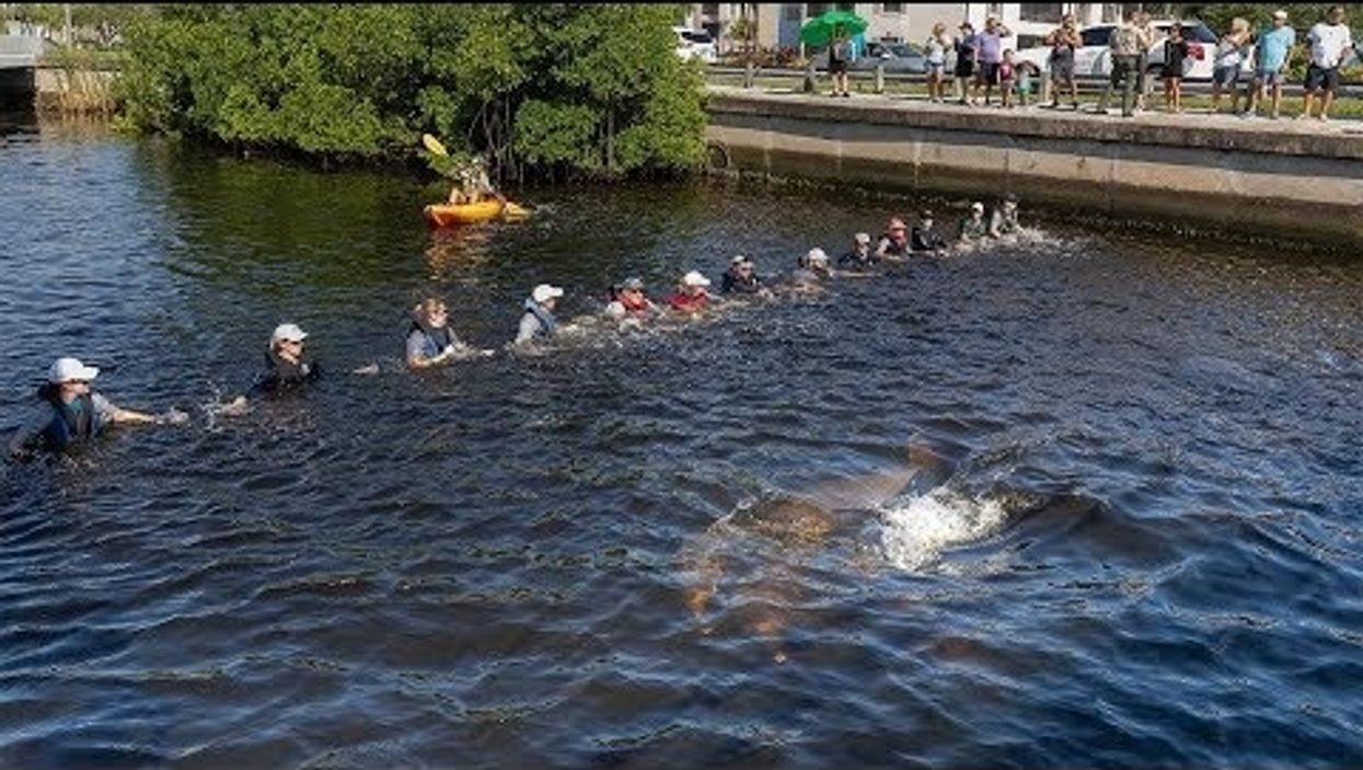 Human chain helps free scared dolphins stranded in Florida canal