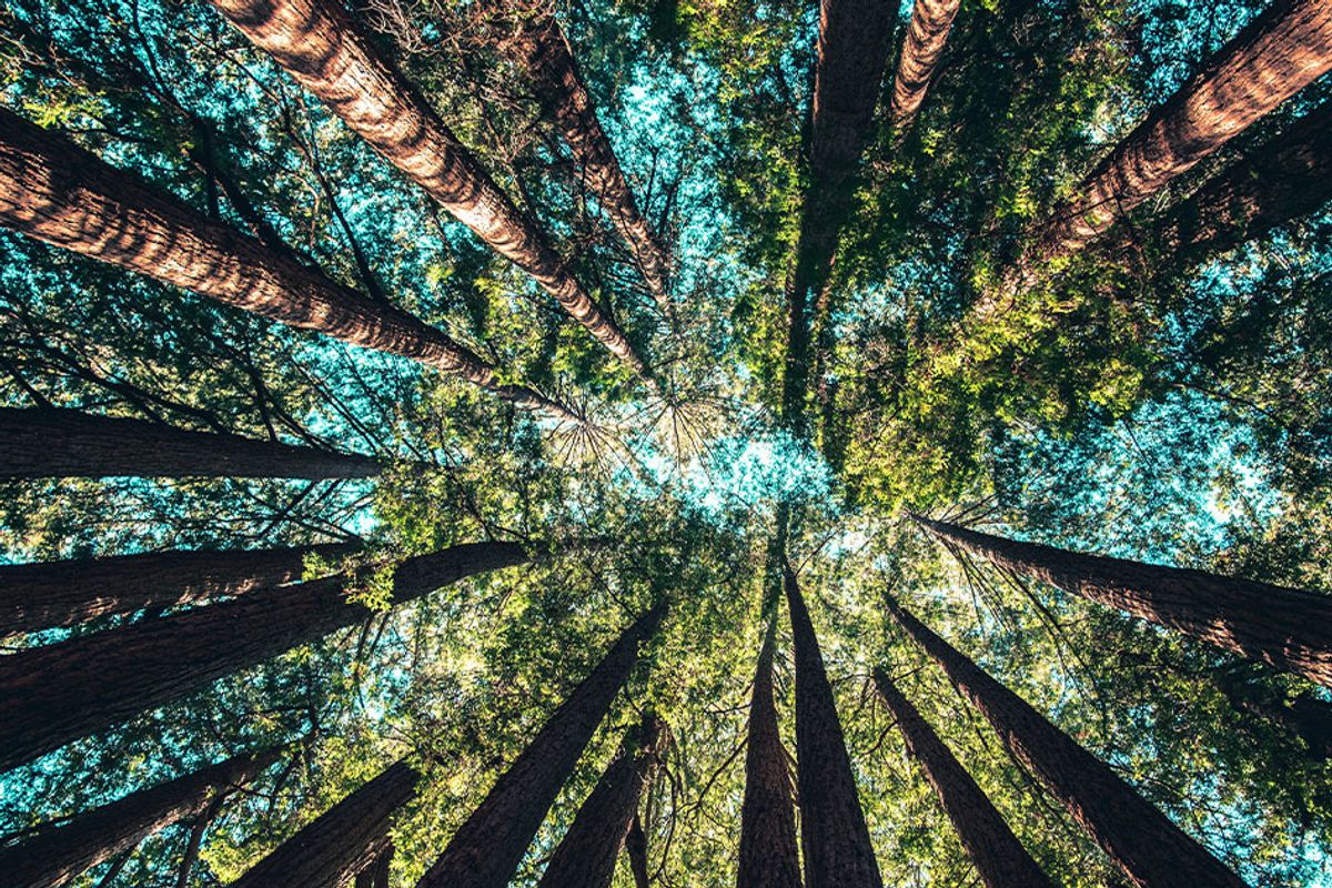 Greta Thunberg urges people to turn to nature to combat climate change