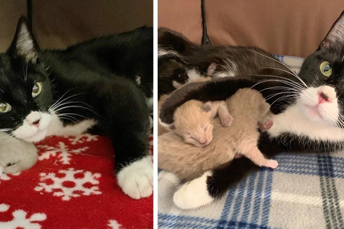 Stray Cat Came to Family for Help - When Rescue Arrived, They Found Kitten by Her Side