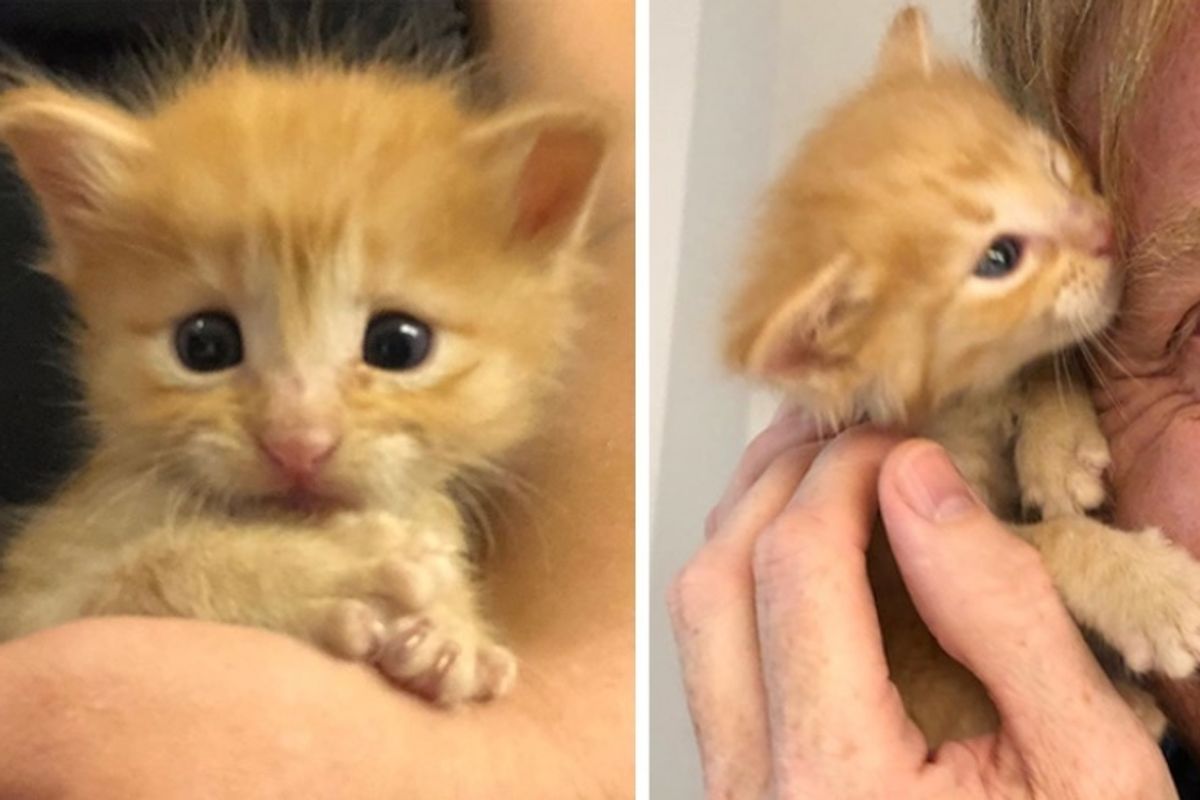 Kitten Rescued as Orphan, Finds Family to Love and Other Kittens to Cuddle