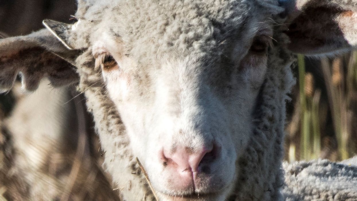 Farmers Share Their 'How The F*** Did You Do That' Animal Stories