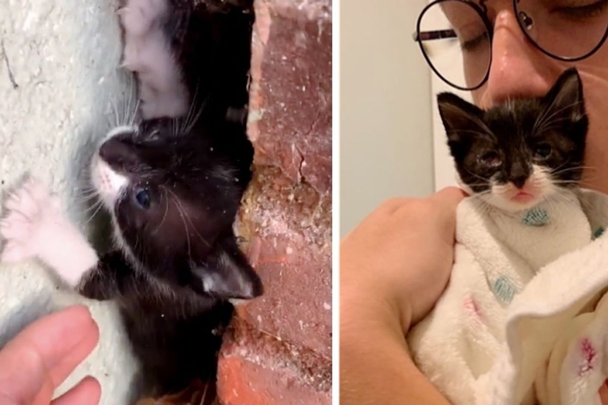 Young Man Rescues Kitten from Building - the Kitty Can't Stop Purring