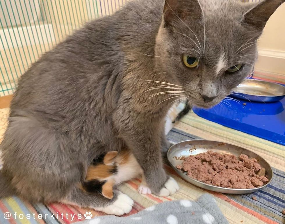 Stray Cat Protects Her Kittens from Rough Conditions Until Rescue