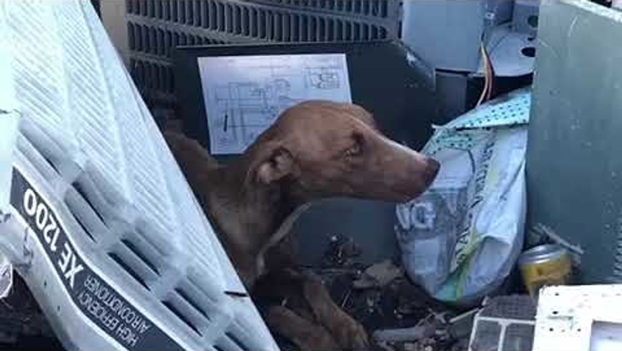 Florida rescue caring for 'Miracle' dog found alive in Bahamas rubble weeks after Hurricane Dorian