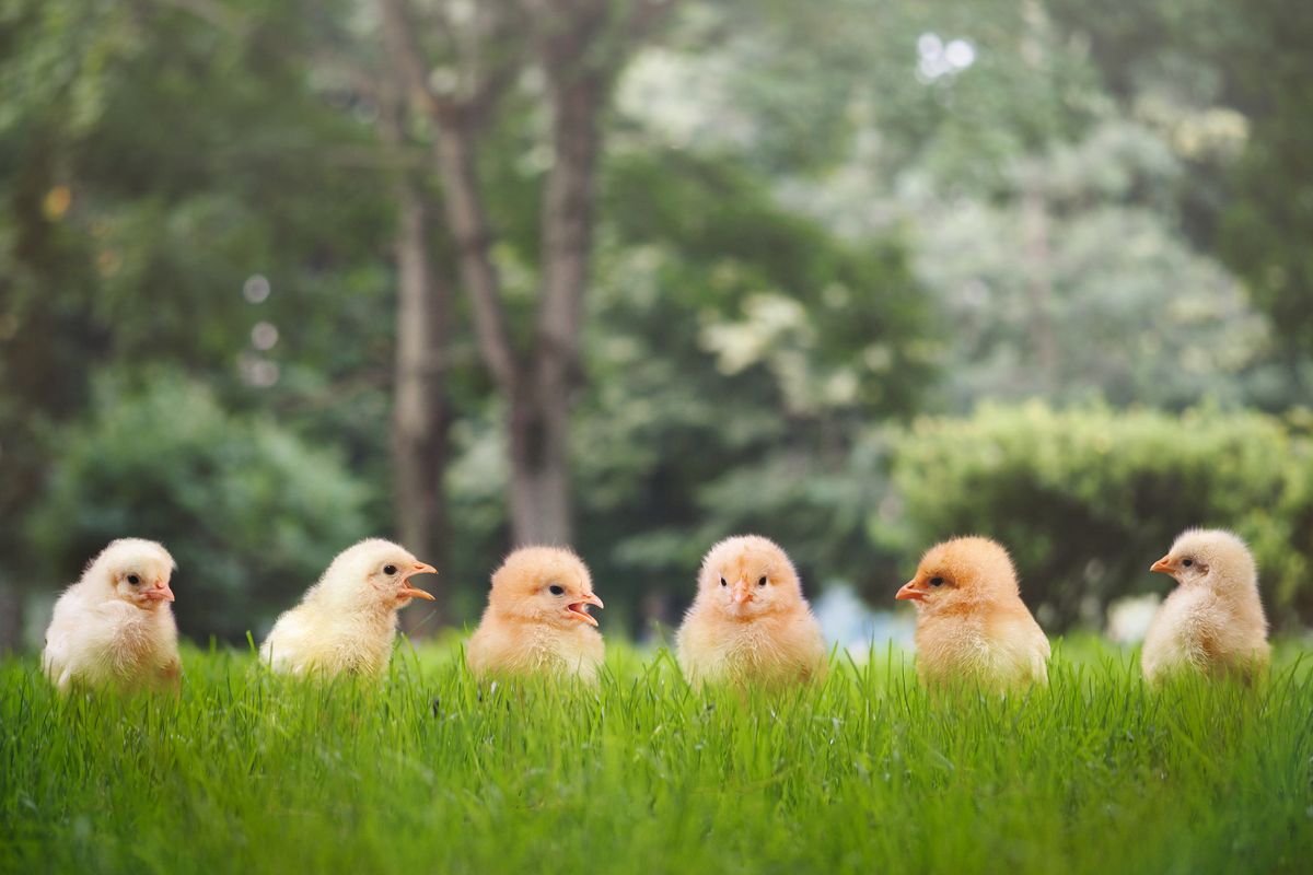 L’impero del pollo bio è nato in un cortile grazie a un meccanico e a 50 pulcini liberi