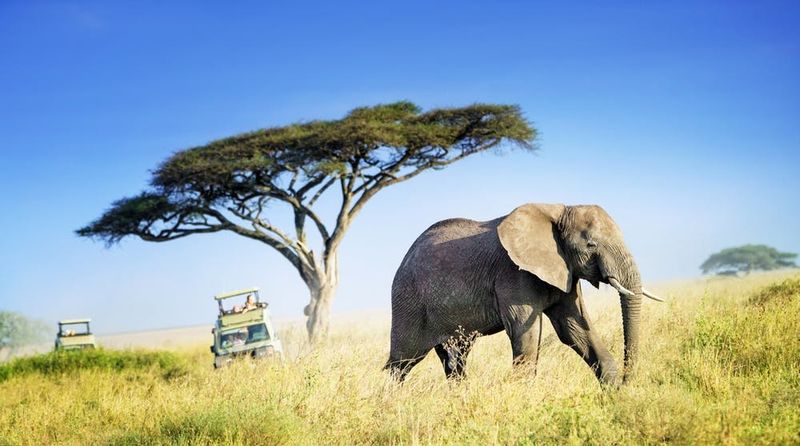 Éléphant traversant le Serengeti