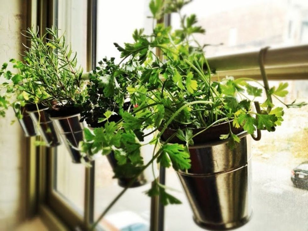 25 Ways To Start An Indoor Herb Garden Brit Co