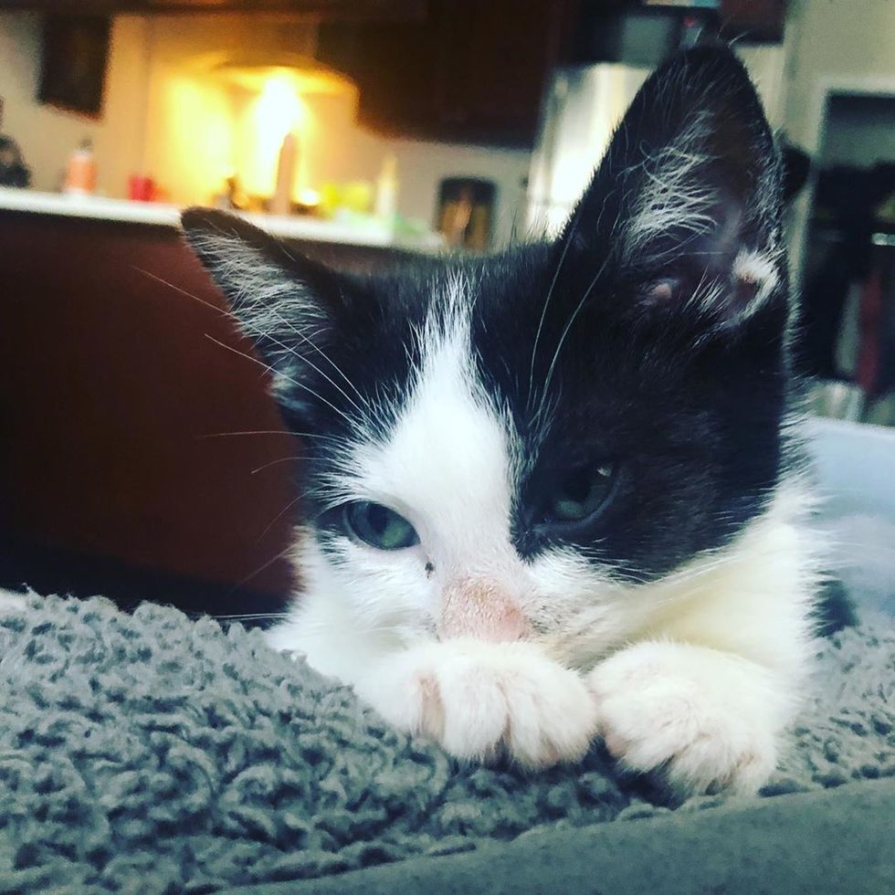 Woman Took Orphaned Kitten Home to Foster But the Tuxedo Had Plan of ...