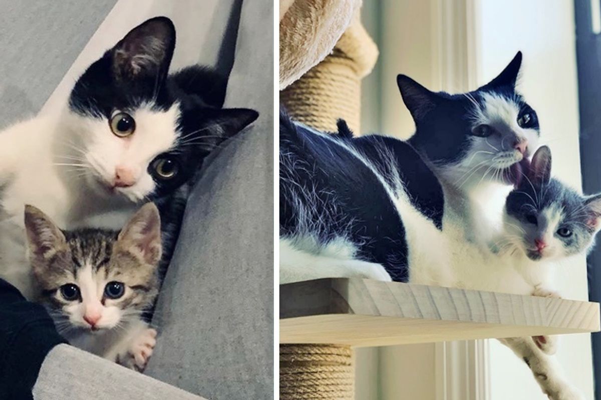 Woman Took Orphaned Kitten Home to Foster But the Tuxedo Had Plan of Her Own