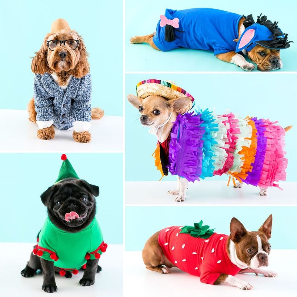 Five Diy Dog Costumes To Dress Up Bae This Brit Co