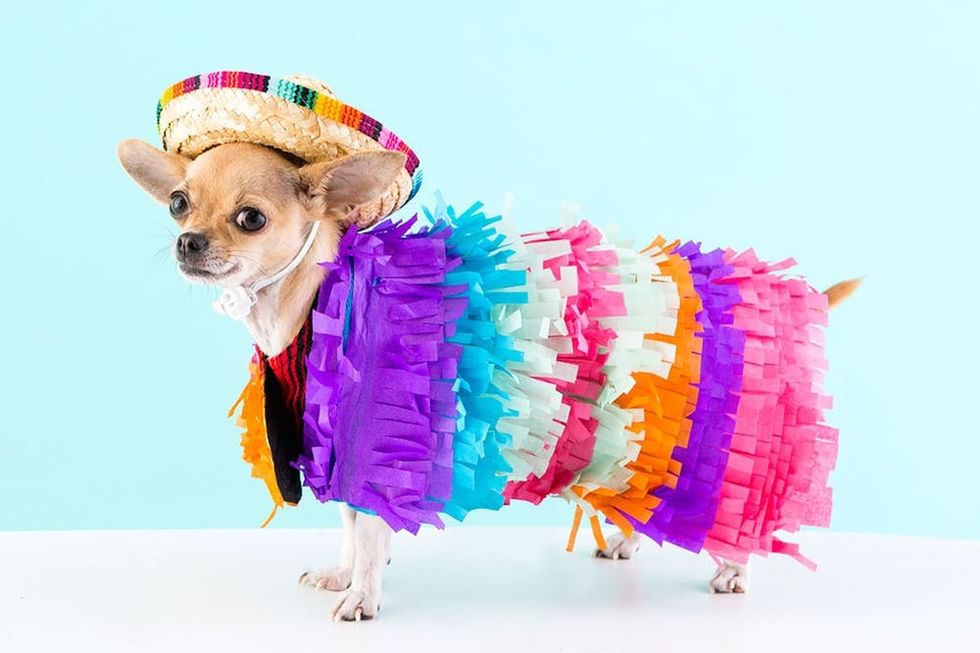 Five Diy Dog Costumes To Dress Up Bae This Brit Co