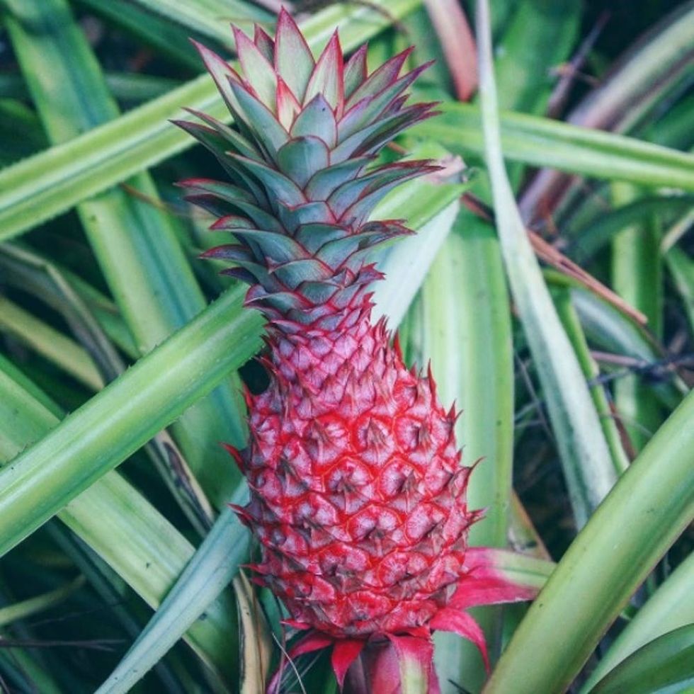 Alert! Millennial Pink Pineapples Are a Thing That Exists Now Brit + Co