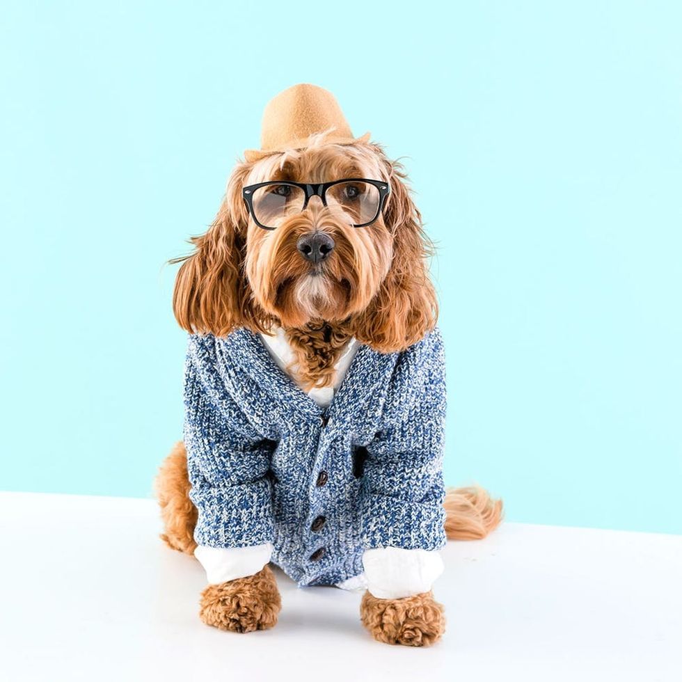Five Diy Dog Costumes To Dress Up Bae This Brit Co