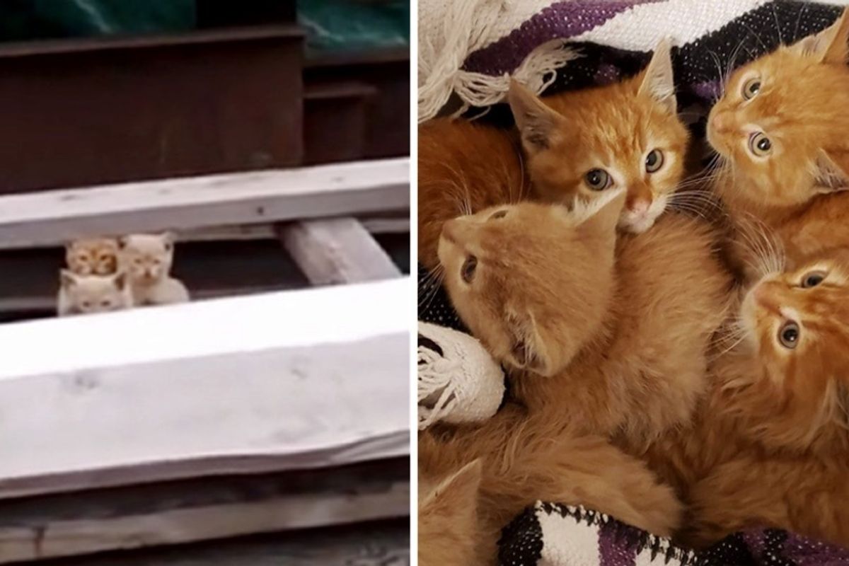 Kittens Rescued from Pile of Scrap Wood, Learn to Cuddle for the First Time