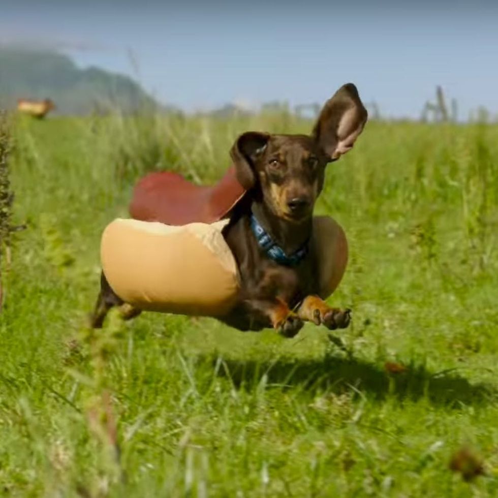 This Heinz Super Bowl Ad Is the Cute Dog Commercial You’ve Been Waiting