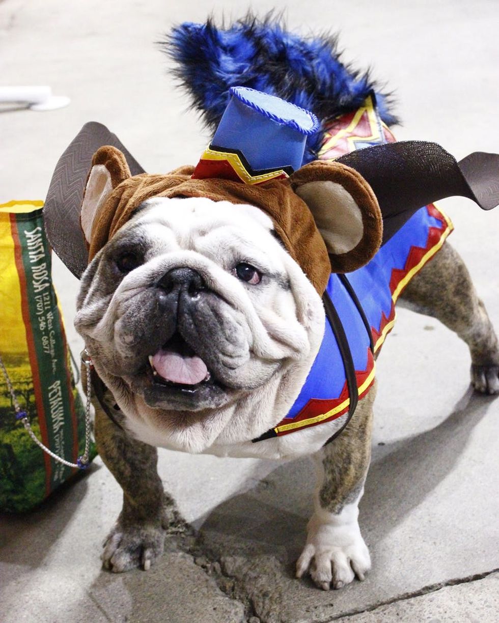 The 9 Cutest Dog Costumes We Spotted At The San Francisco Dog Show Brit Co