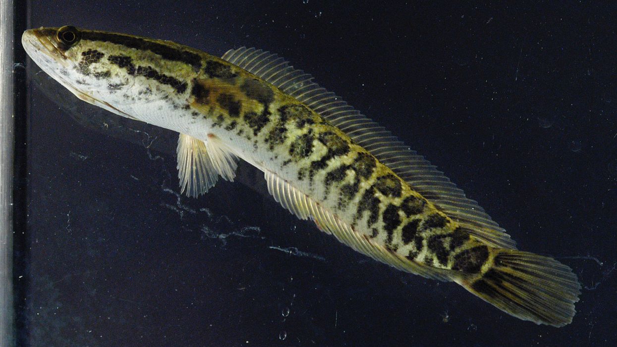 Georgia officials want an invasive fish that can survive on land dead, ASAP