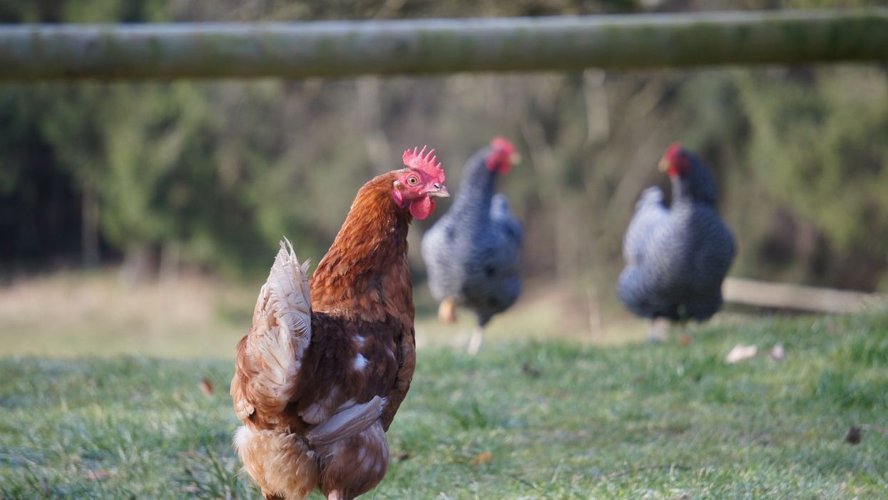 This Texas elementary school now has campus chickens