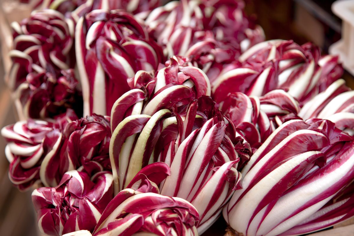 Il radicchio di Treviso, la saudade dell’orto