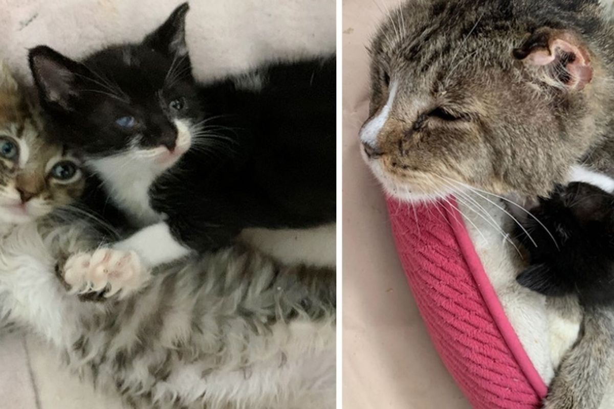 Kitten So Happy to Have Friends to Cuddle After She Was Found Alone Outside