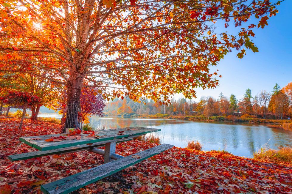 autumn leaves
