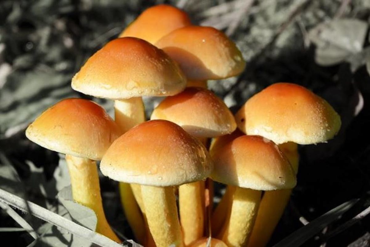 Magic mushrooms are a powerful way to treat depression, addiction, and anxiety
