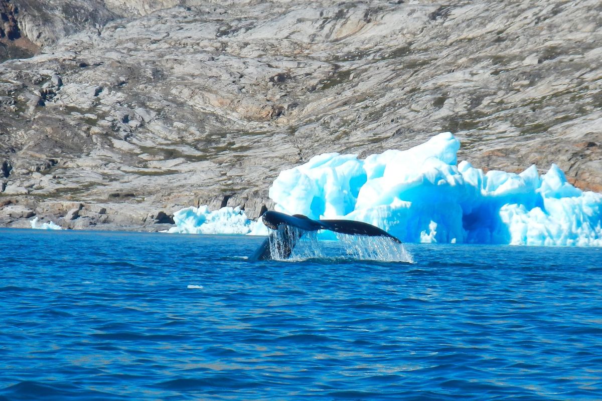 New study finds whales might be our best defense against climate change