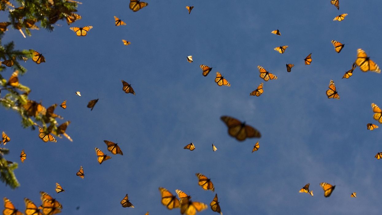 A huge migration of butterflies was captured on weather radar in Oklahoma
