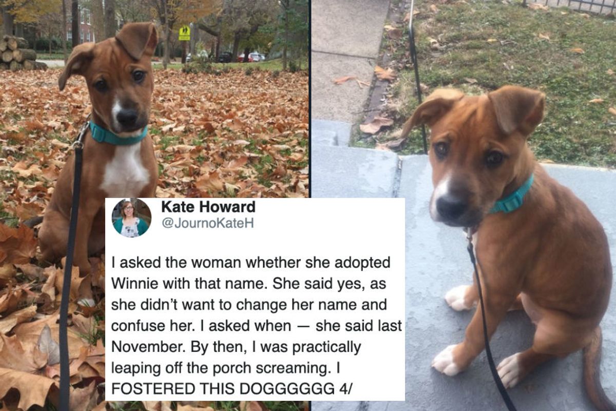 This adorable Twitter thread captures a woman's surprise reunion with her foster dog