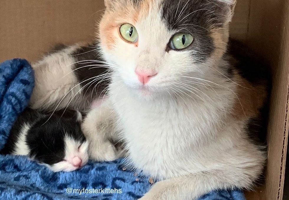 Kitten's Loud Cries Help Rescuers Find Her, They Locate Her Cat Mom too ...