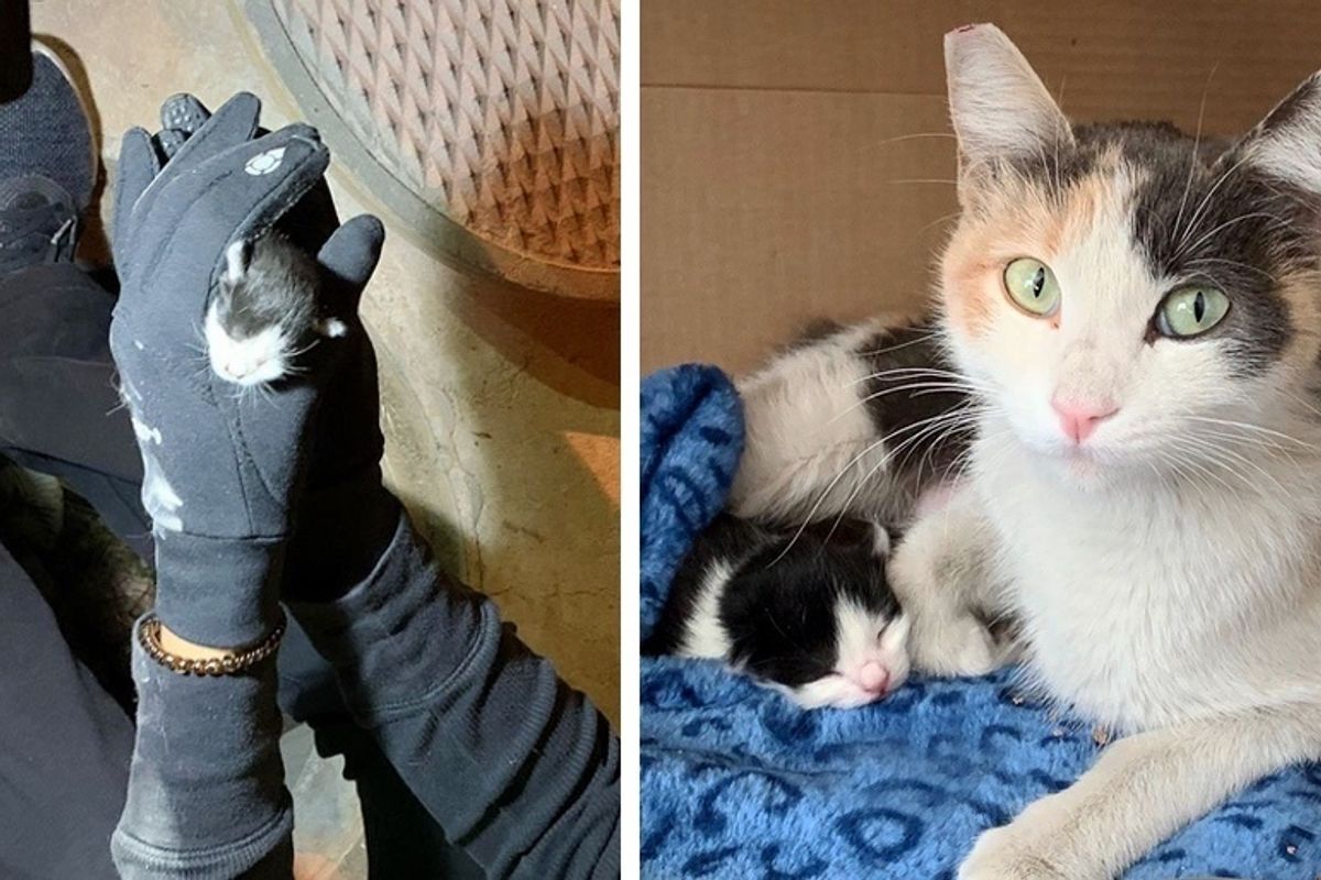 Kitten's Loud Cries Help Rescuers Find Her, They Locate Her Cat Mom too