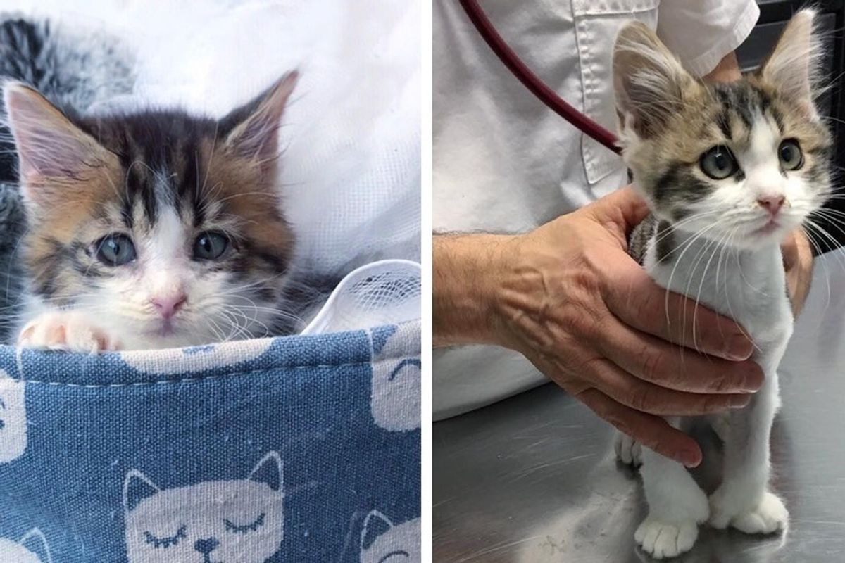 Kitten with Extra Toes Transforms into Gorgeous Cat After He was Rescued from Uncertain Fate