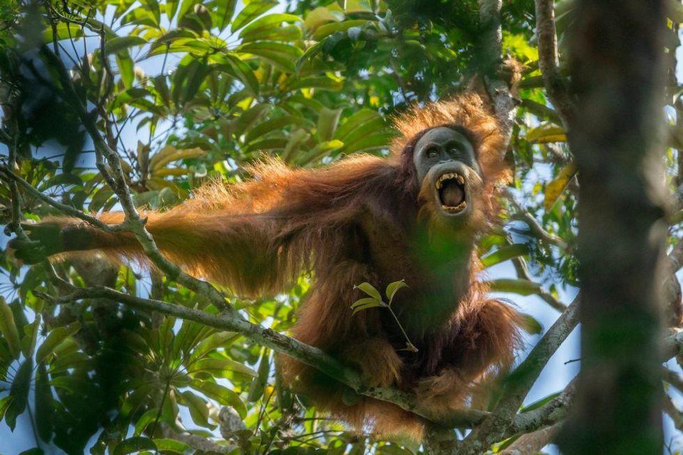 This Newly Discovered Orangutan Species Is Already on the Brink of Extinction