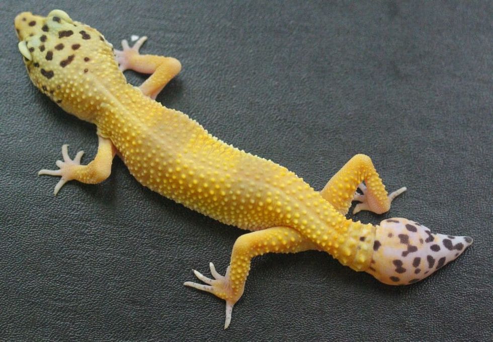 How Studying Geckos Could Hold the Key to Healing Human Spinal Cord Injuries