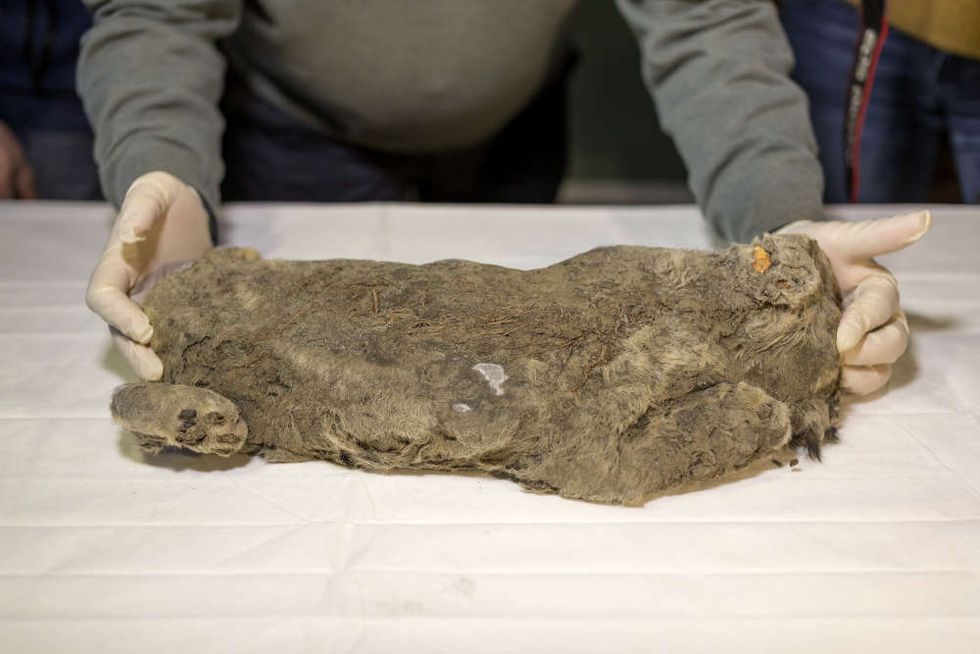 Scientists Want to 'Jurassic Park' This Well-Preserved Lion Cub From the Ice Age