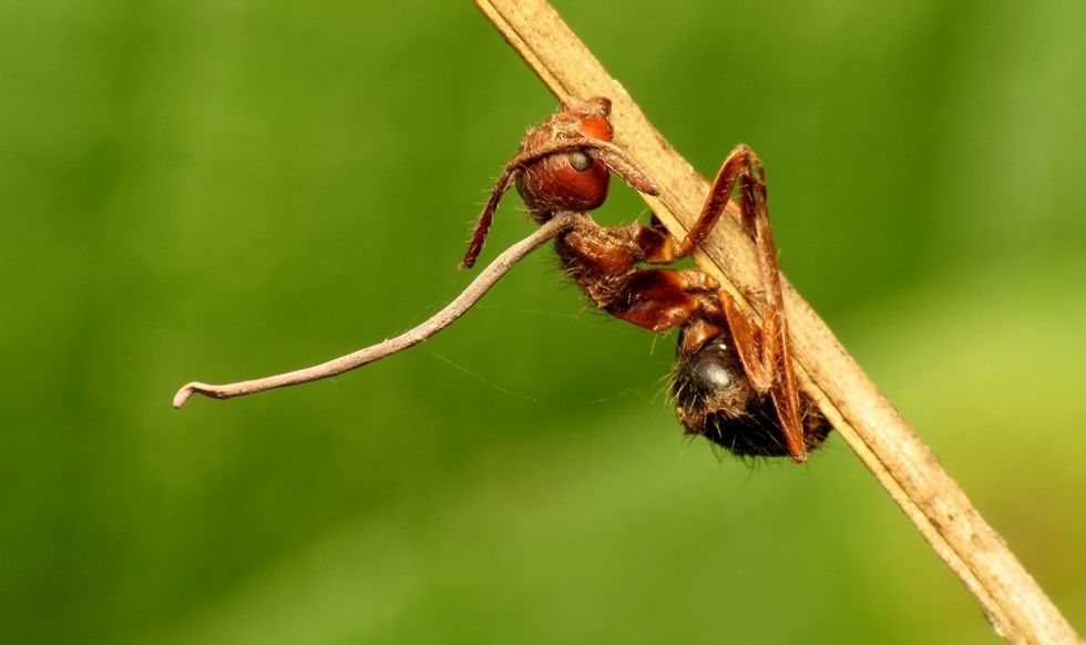 Zombie Ants Are Now a Thing and We're Terrified