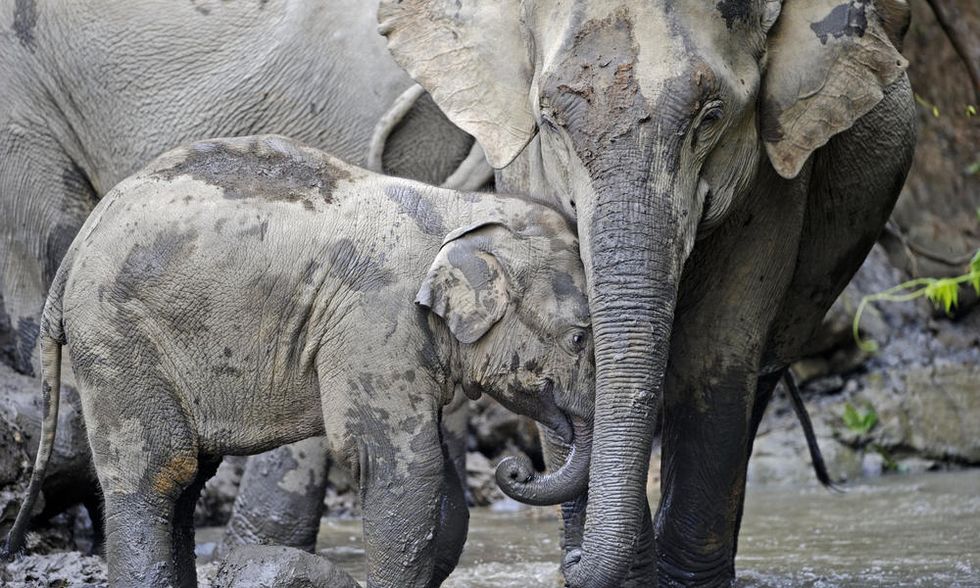 Elephants in Myanmar Are Being Poached at an Alarming Rate But It's Not for Their Tusks
