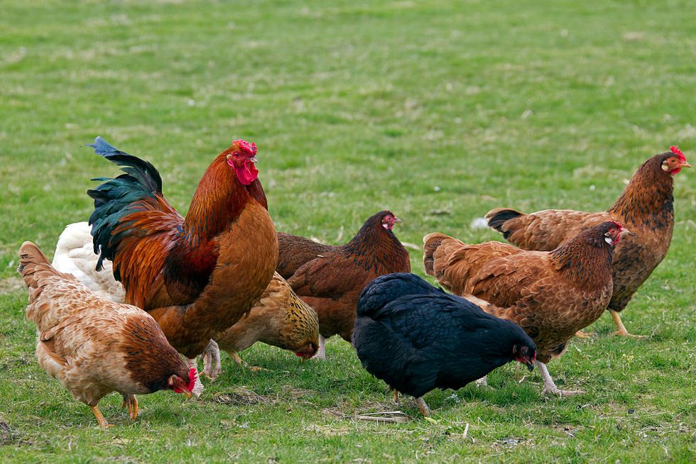 Yes, Chickens Speak Their Own Language and Now Farmers Are Trying to Decipher It