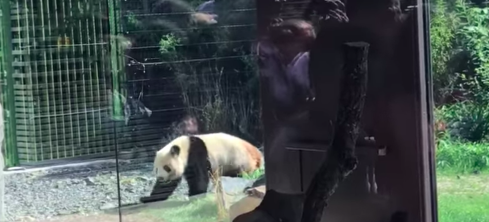This Panda Keeps Walking Backwards and the Berlin Zoo Thinks Sex Is the Answer
