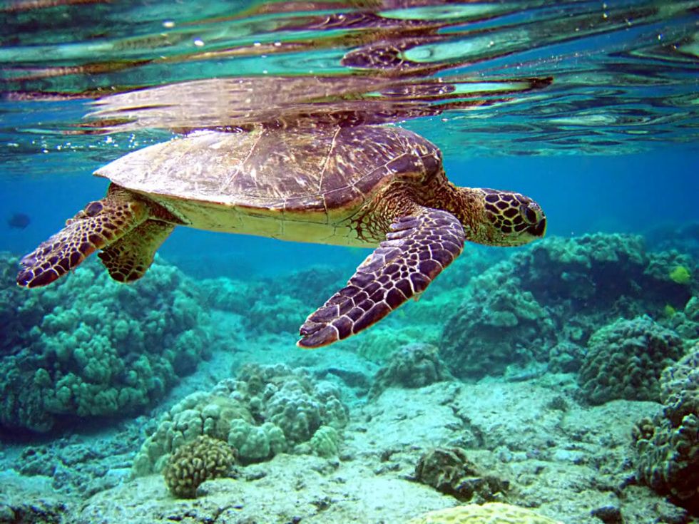 For One Endangered Sea Turtle Species, Rising Temperatures Could Mean the Path to Extinction
