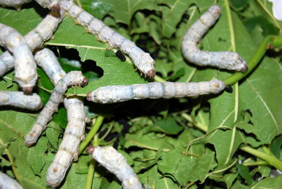 China Plans to Send Silkworms and Potatoes to the Moon This Summer and We're Intrigued