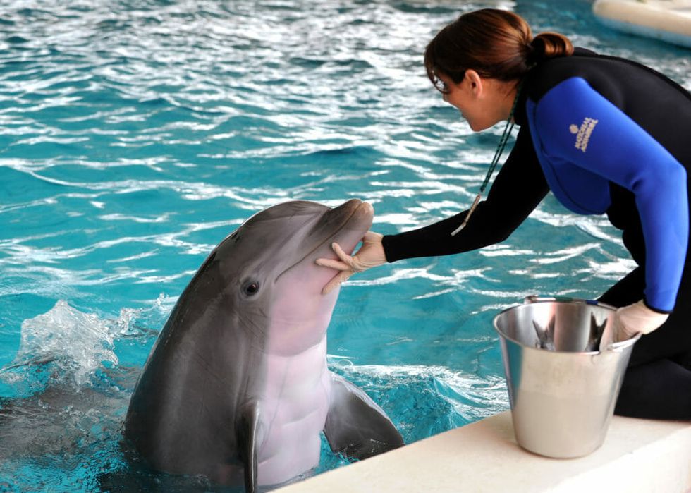 7 Month-Old Baby Dolphins Are Exhibiting Behavior More Advanced Than Human Babies of the Same Age